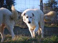 abruzzese mastiff